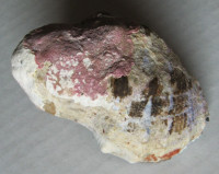 Menathais intermedia  (Kiener, 1835)